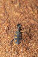 Image of Cicindela (Calochroa) fabriciana W. Horn 1915