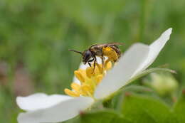 Lasioglossum lineatulum (Crawford 1906)的圖片