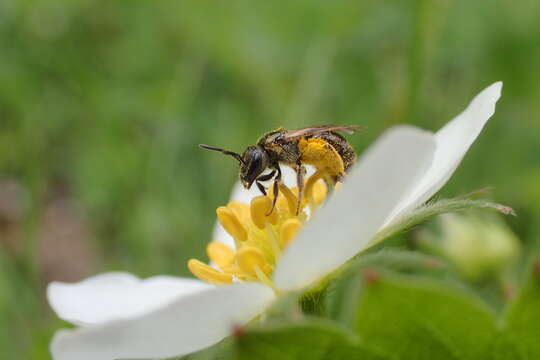 Lasioglossum lineatulum (Crawford 1906)的圖片