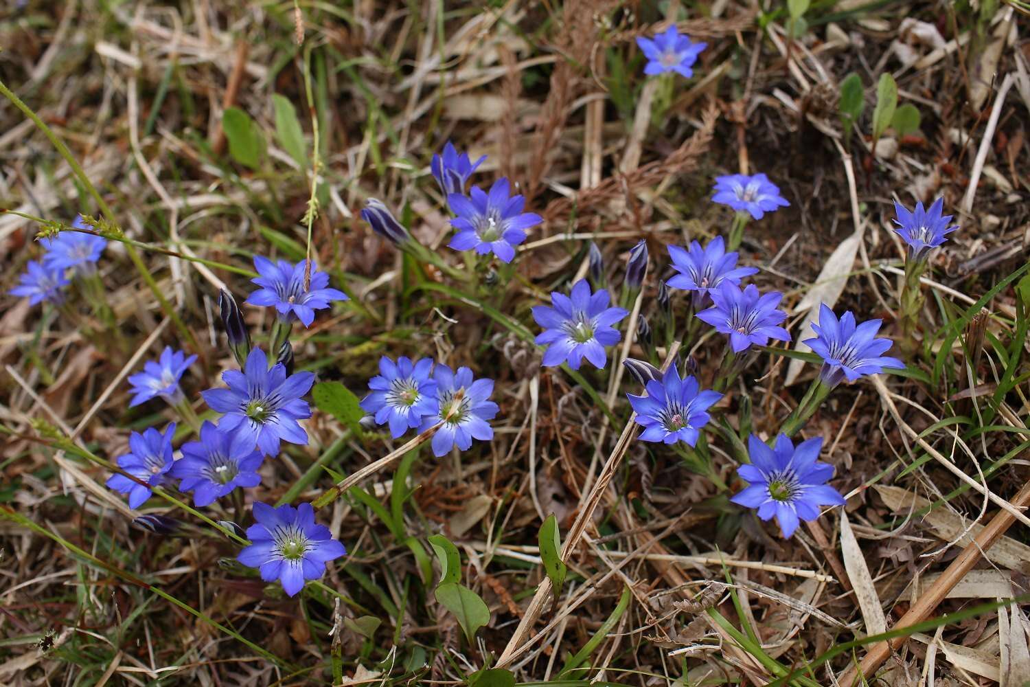 Image of Gentiana thunbergii var. thunbergii