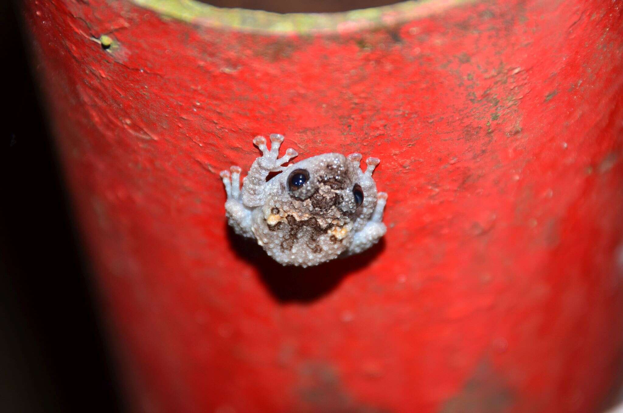 Image of Theloderma vietnamense Poyarkov, Orlov, Moiseeva, Pawangkhanant, Ruangsuwan, Vassilieva, Galoyan & Nguyen et al. 2015