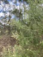 Cassinia laevis R. Br. resmi