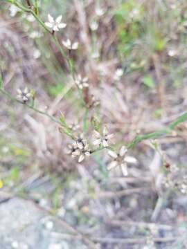 Imagem de Linum carteri Small