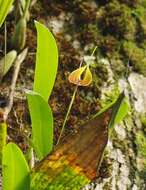 Image of Red horntail orchid