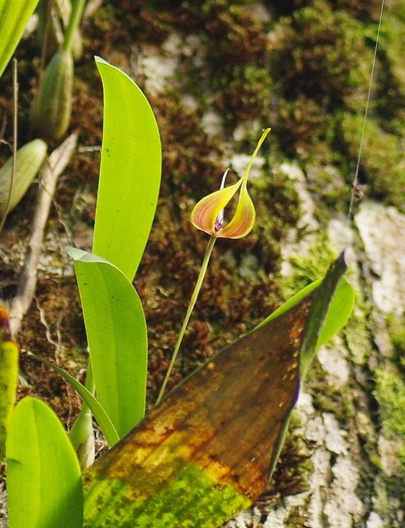 Image of Red horntail orchid