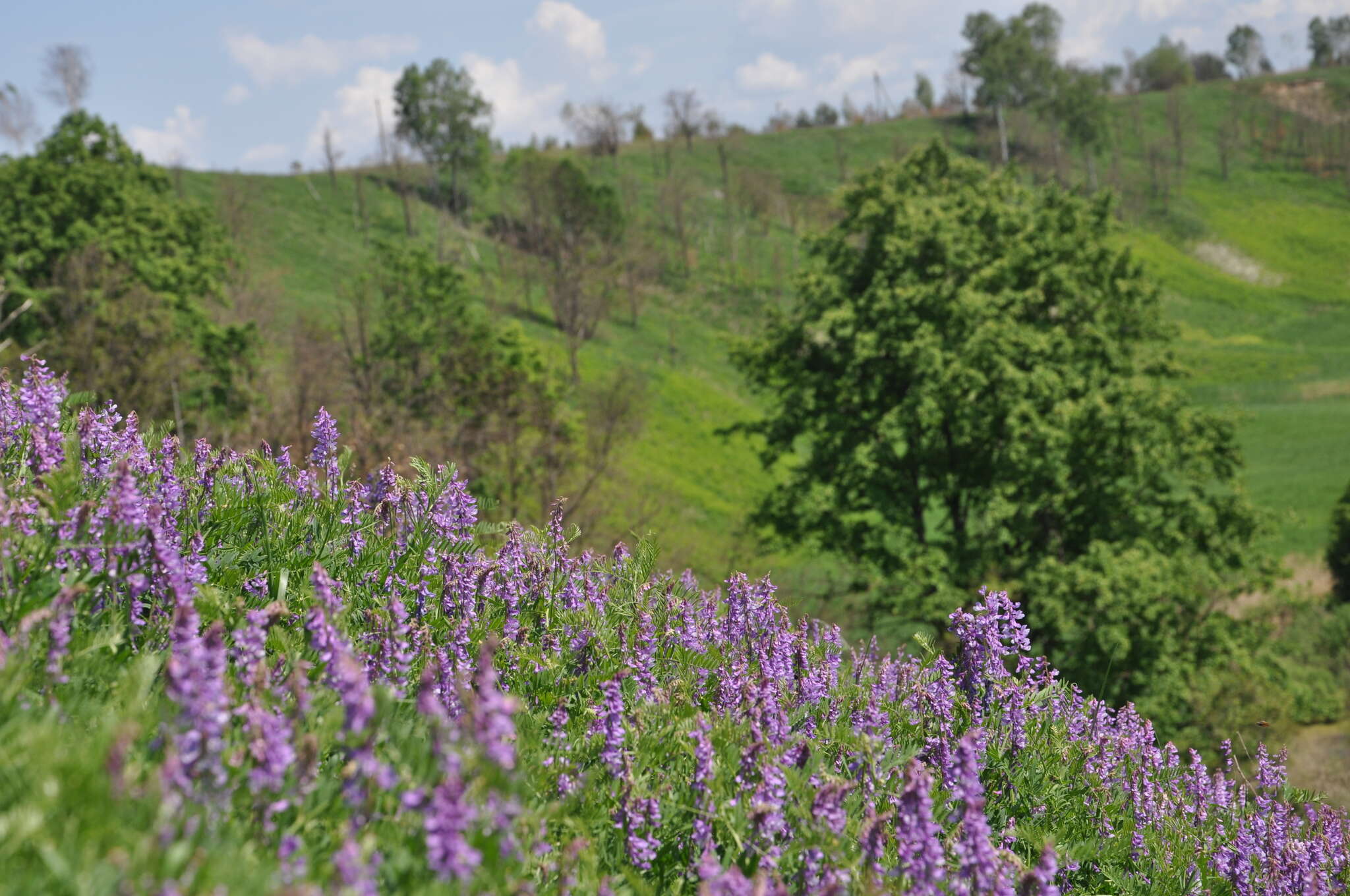 Image of Fine-leaf vetch