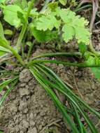 Image of Ornithogalum woronowii Krasch.