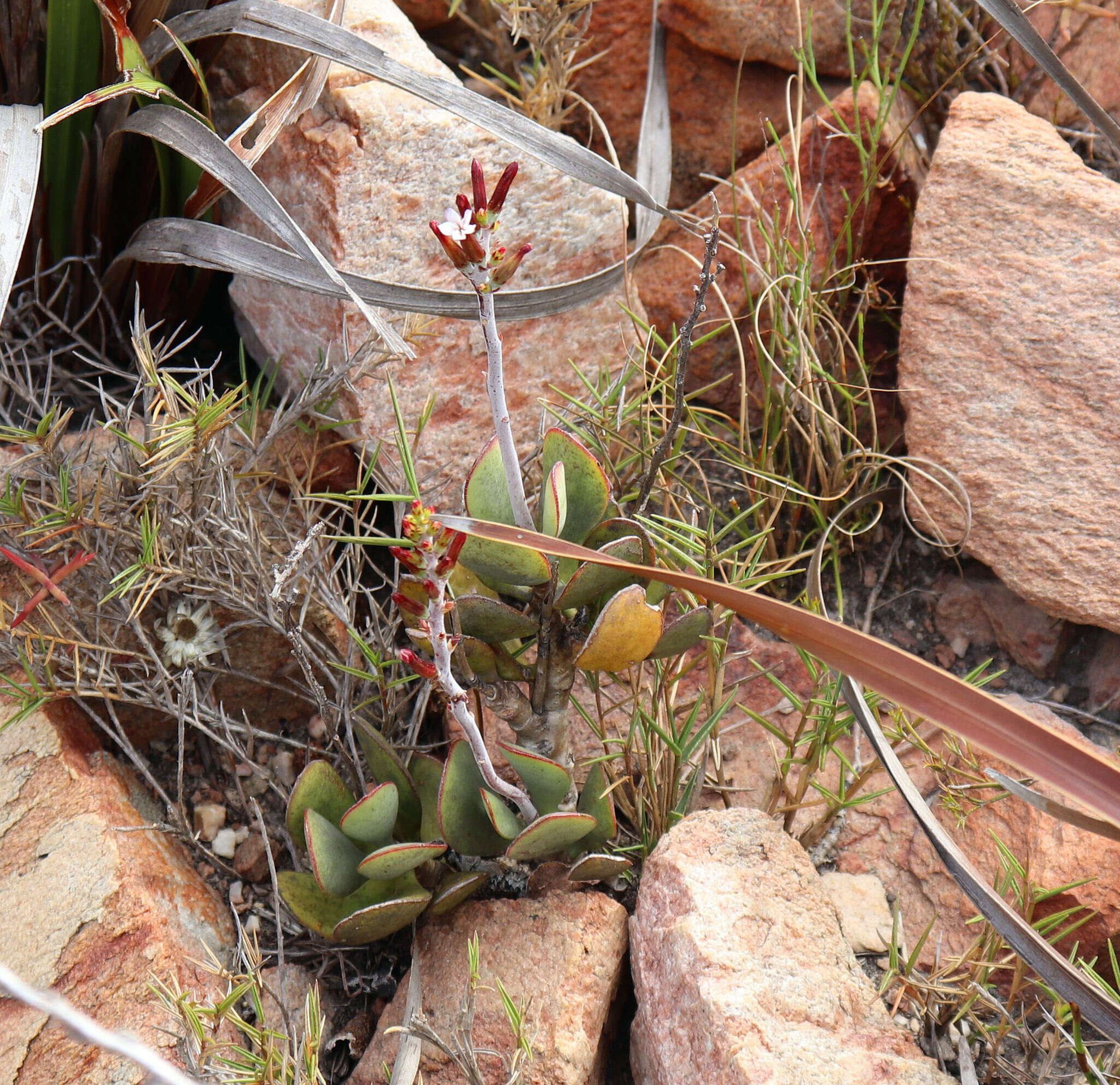 Image of Adromischus sphenophyllus C. A. Smith