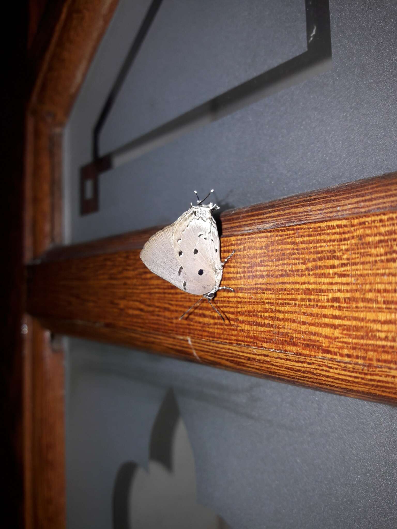 Image of Aquamarine Hairstreak