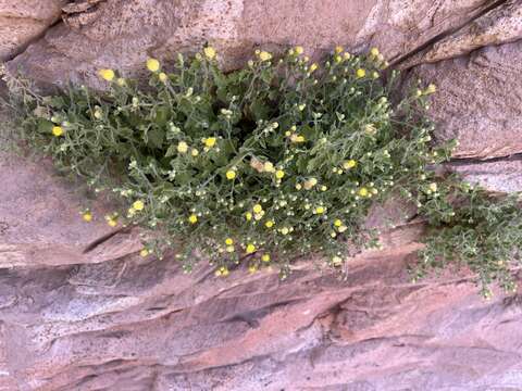 Image of Springdale rockdaisy