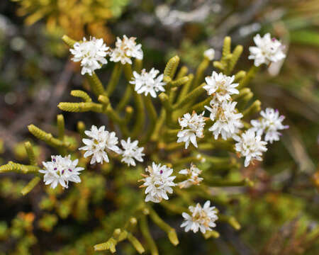 صورة Veronica lycopodioides Hook. fil.