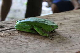 Image of Giant leaf frog