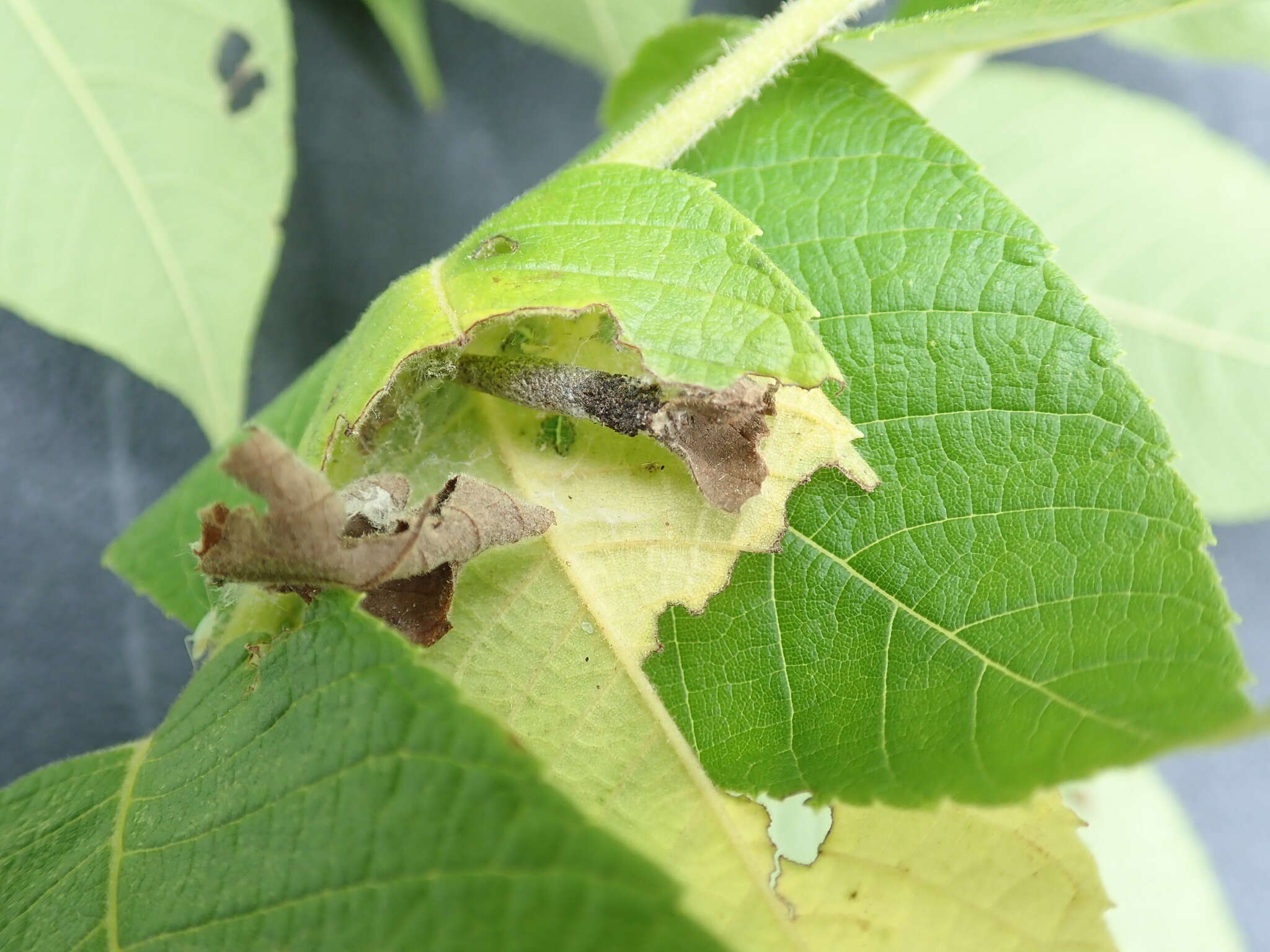 Image of pecan leaf casebearer