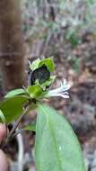 Image of Barleria glandulostamina I. Darbysh.