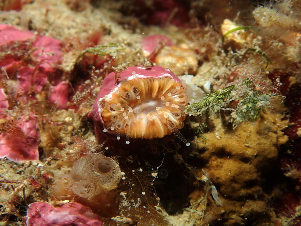 Image of Caryophyllia subgen. Caryophyllia Lamarck 1801