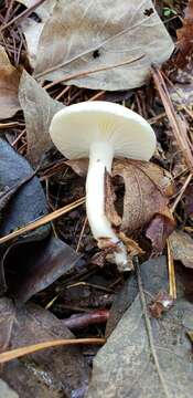 Image of Hygrophorus occidentalis A. H. Sm. & Hesler 1939