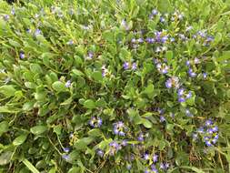 Image of Scaevola calendulacea (Kenn.) Druce