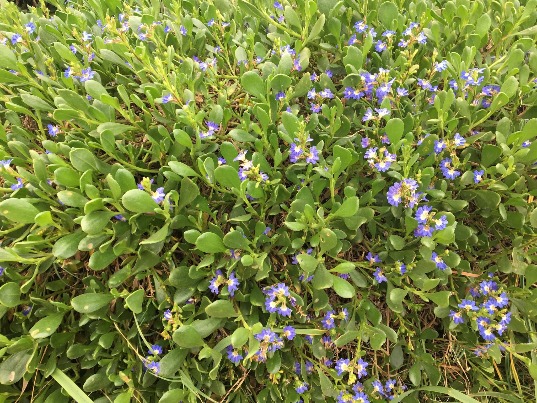 Image of Scaevola calendulacea (Kenn.) Druce