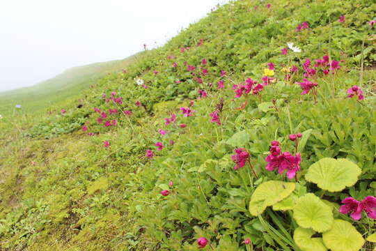 Imagem de Rhododendron camtschaticum Pall.