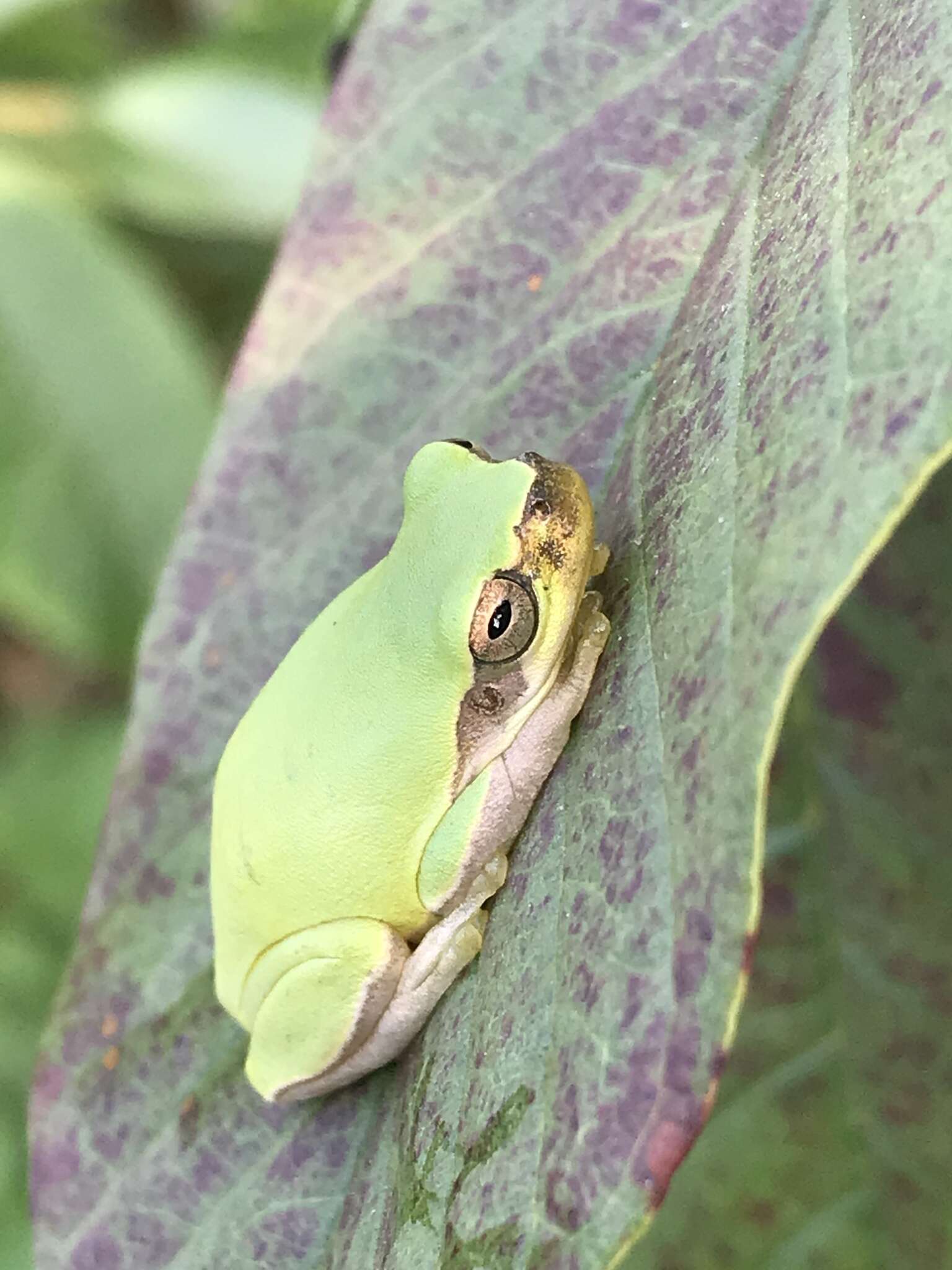 Image of Chinese Tree Toad