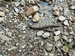 Image of Scolopendra japonica L. Koch 1878