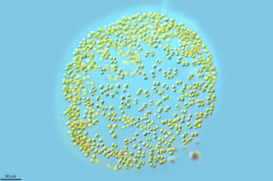 542.14659242996.580x360
