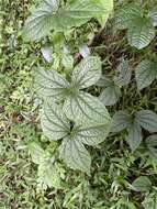 Image of Dioscorea dregeana (Kunth) T. Durand & Schinz