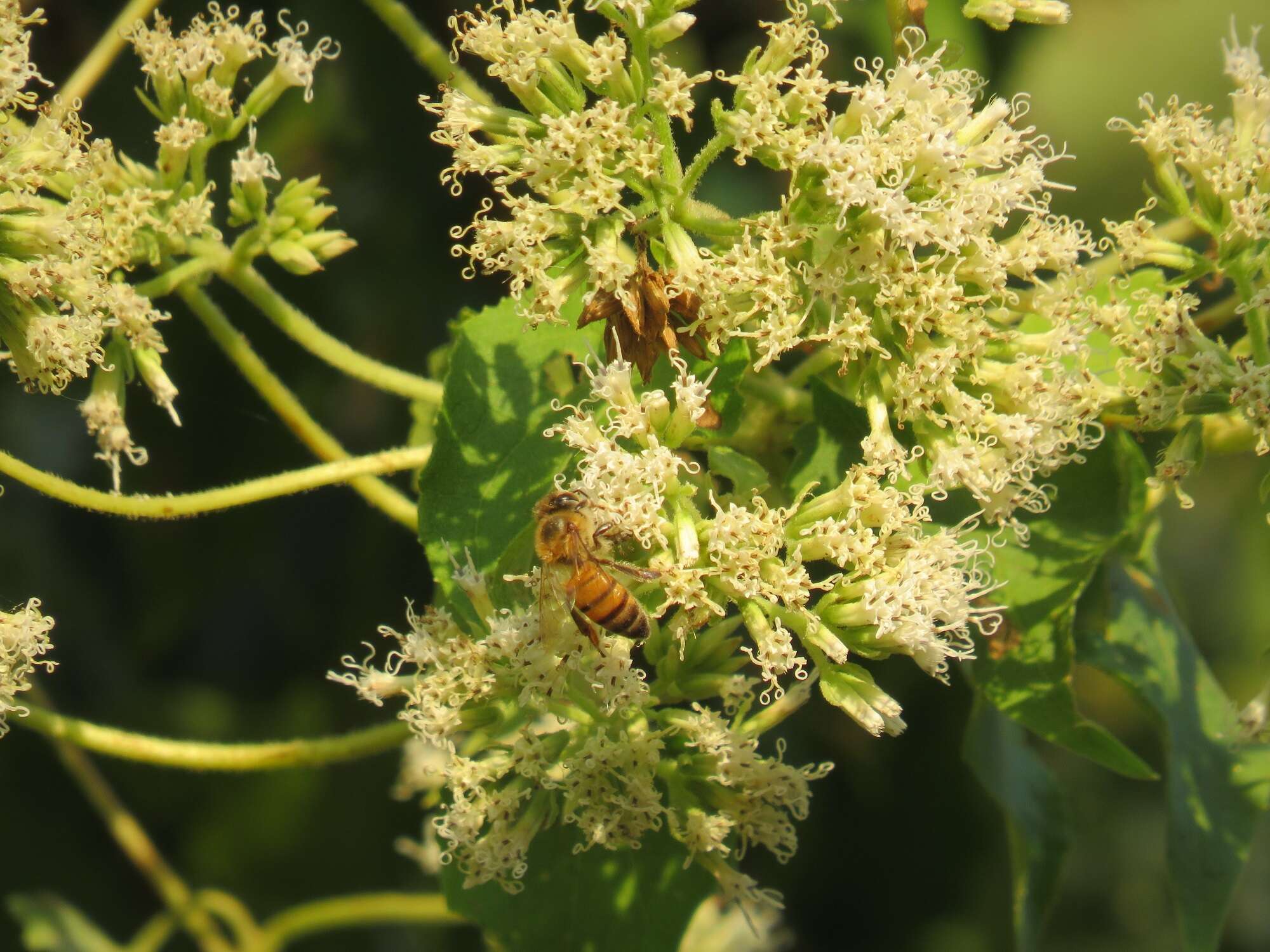 Mikania natalensis DC. resmi