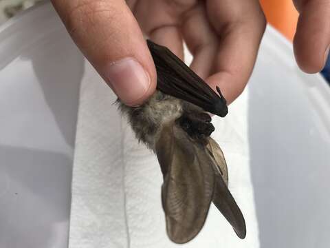 Image of Gray Big-eared Bat