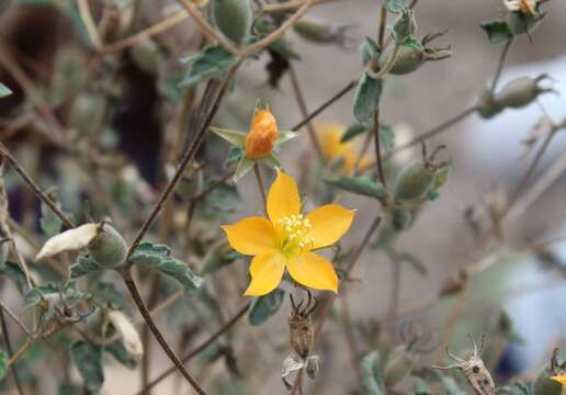 Image of Mentzelia scabra Kunth