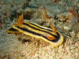 Image of Chromodoris joshi Gosliner & Behrens 1998