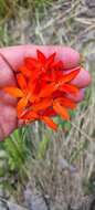 Sivun Gladiolus nerineoides G. J. Lewis kuva