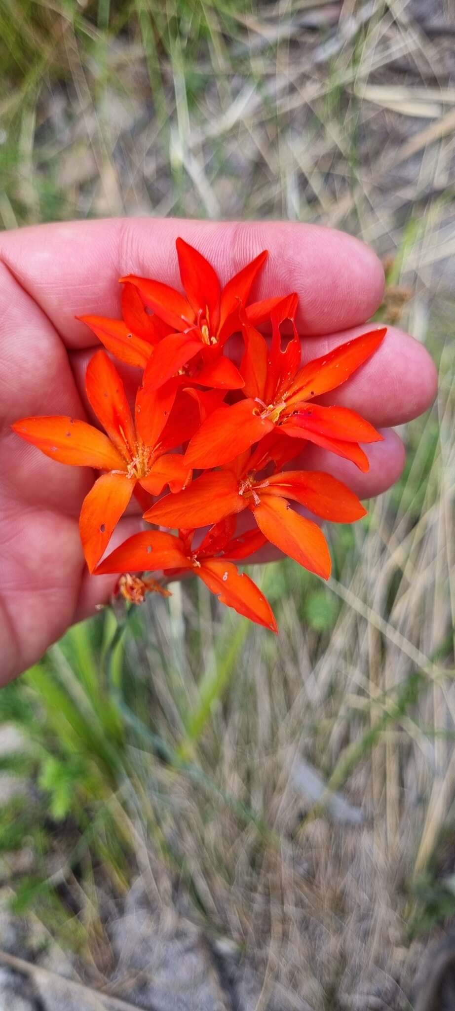 Image of Gladiolus nerineoides G. J. Lewis