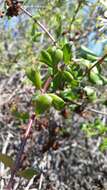 Image of southern honeysuckle