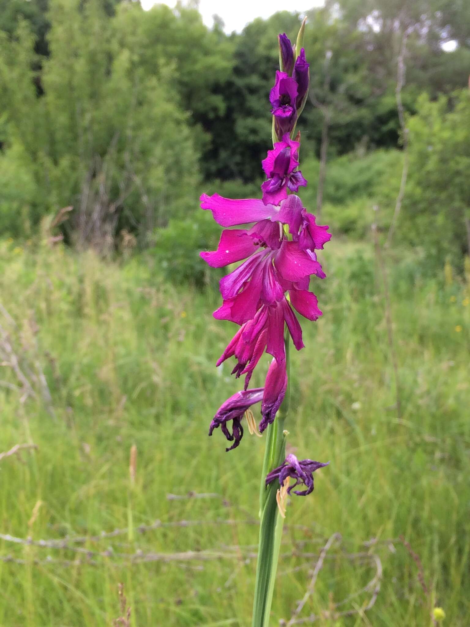 Слика од Gladiolus imbricatus L.