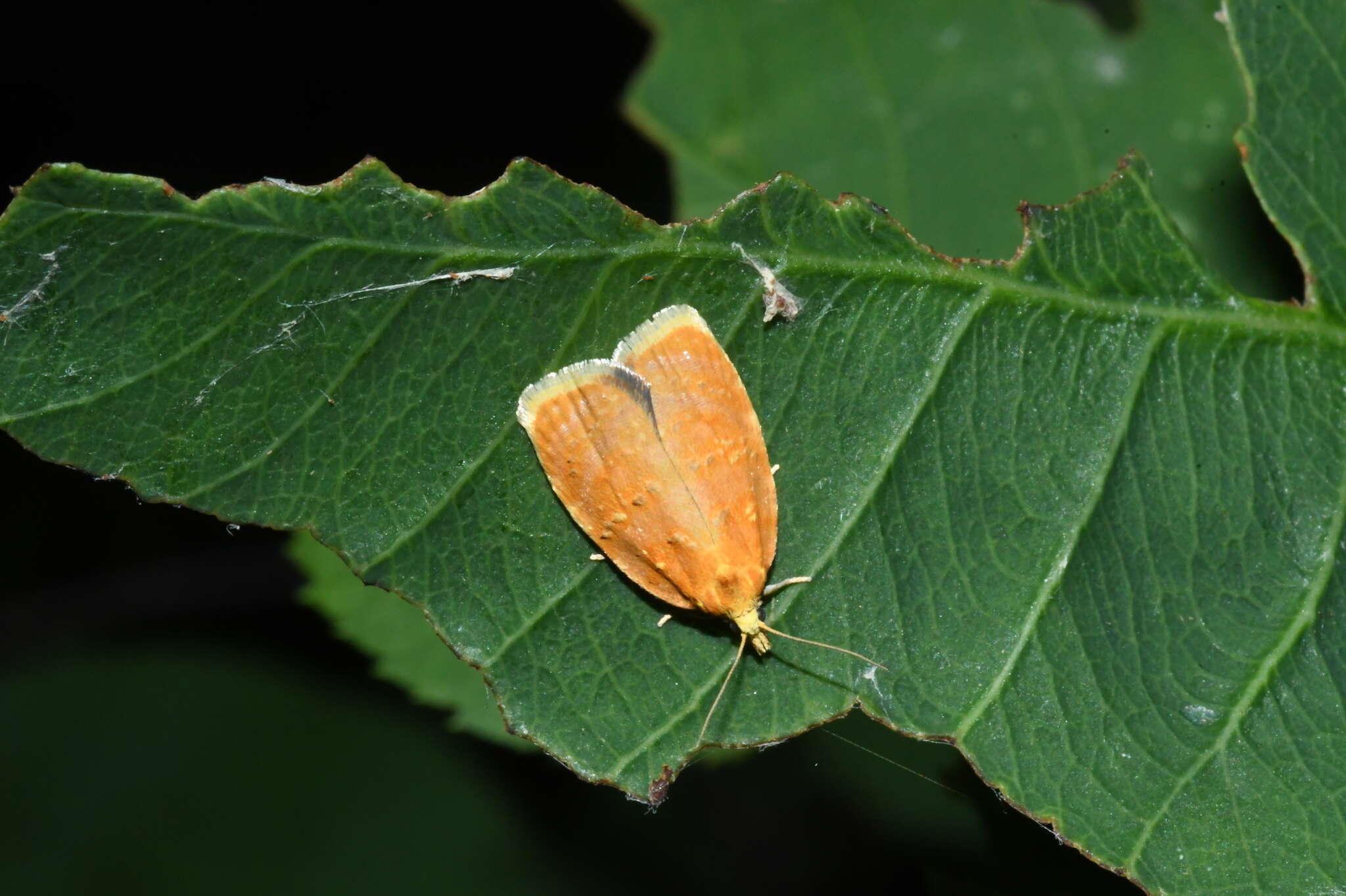 Imagem de Acleris curvalana Kearfott 1907