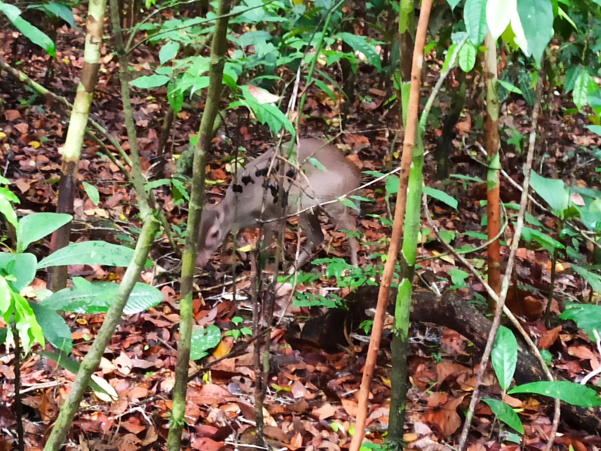 Image of Maxwell's Duiker