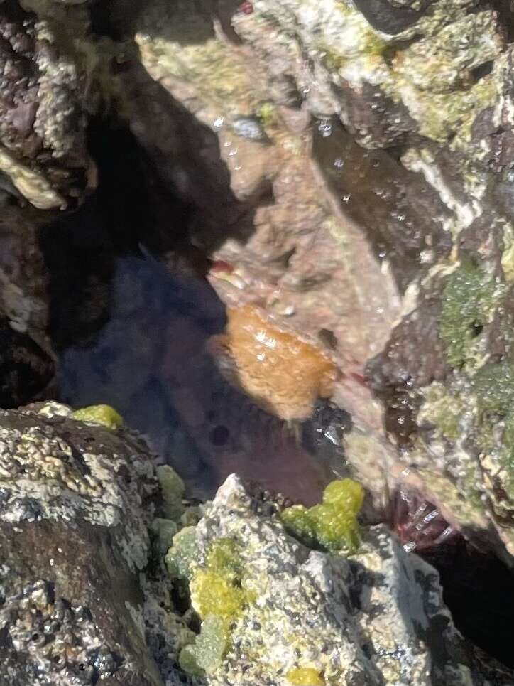 Image of red warty anemone