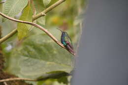 Image of Lazuline Sabrewing