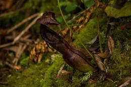 Image of Nepenthes spathulata Danser