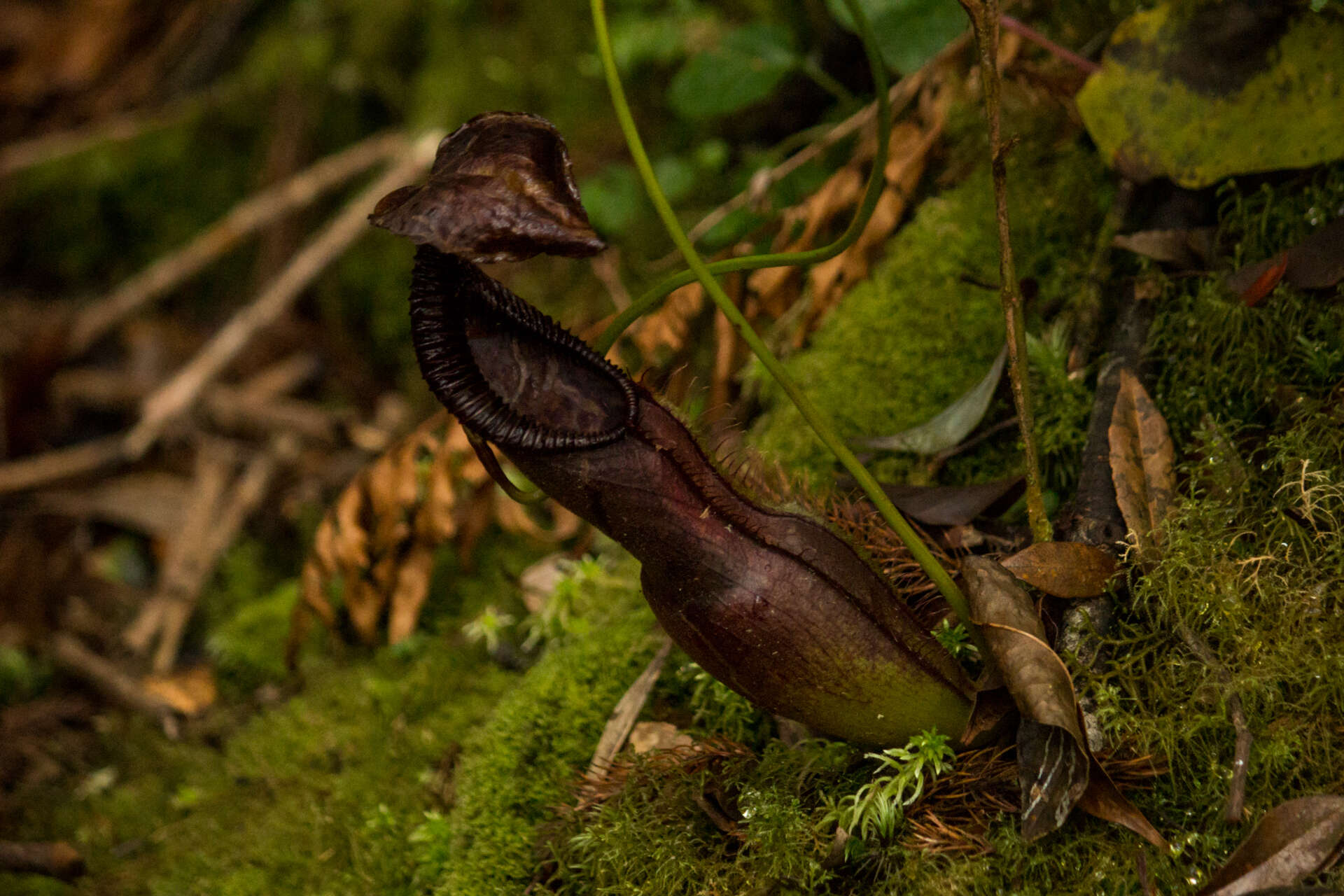 Image of Nepenthes spathulata Danser