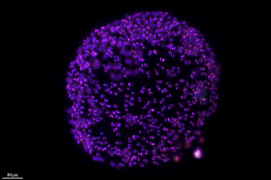 Image of <i>Tetraspora gelatinosa</i> (Vaucher) Desvaux 1818
