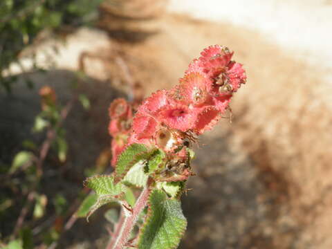 Image of Acalypha comonduana Millsp.