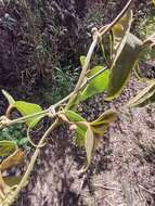 Smilax tomentosa Kunth resmi