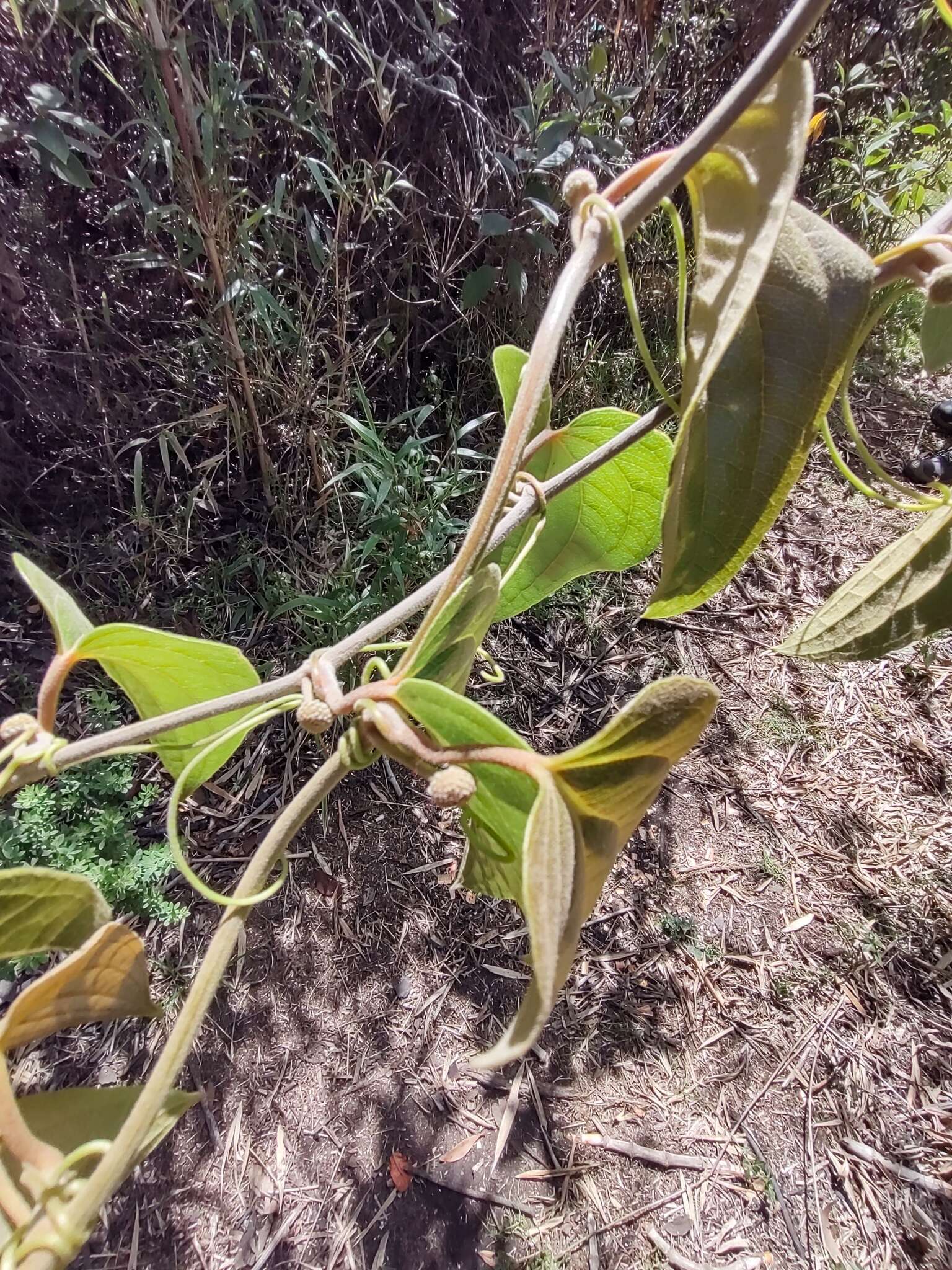 Image of Smilax tomentosa Kunth