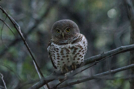 Image of Glaucidium capense ngamiense (Roberts 1932)