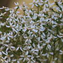 <i>Olearia stricta</i> Benth. resmi