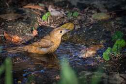 Image of Flame-crested Tanager