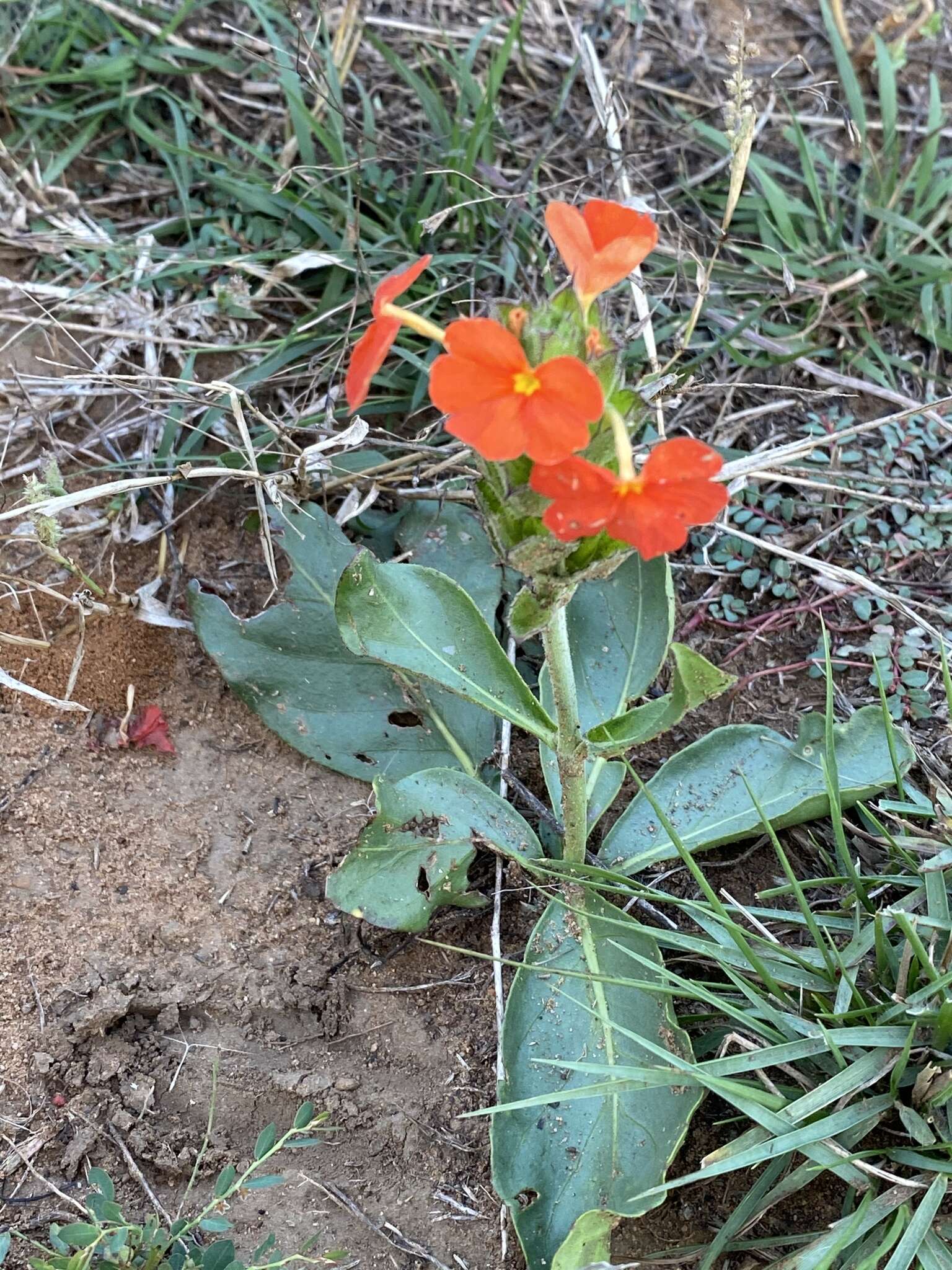 Image of Crossandra greenstockii S. Moore