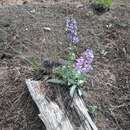 Image de Penstemon pachyphyllus var. mucronatus (N. Holmgren) E. C. Neese